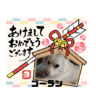 ピースワンコ保護犬スタンプワンだふるver2（個別スタンプ：26）