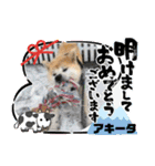 ピースワンコ保護犬スタンプワンだふるver2（個別スタンプ：27）