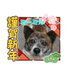 ピースワンコ保護犬スタンプワンだふるver2（個別スタンプ：28）