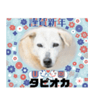 ピースワンコ保護犬スタンプワンだふるver2（個別スタンプ：29）