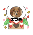 ピースワンコ保護犬スタンプワンだふるver2（個別スタンプ：31）