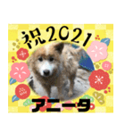 ピースワンコ保護犬スタンプワンだふるver2（個別スタンプ：33）