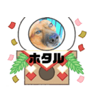 ピースワンコ保護犬スタンプワンだふるver2（個別スタンプ：34）