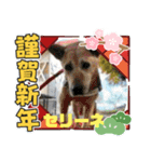 ピースワンコ保護犬スタンプワンだふるver2（個別スタンプ：35）