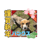 ピースワンコ保護犬スタンプワンだふるver2（個別スタンプ：36）