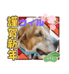 ピースワンコ保護犬スタンプワンだふるver2（個別スタンプ：38）