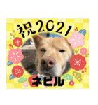 ピースワンコ保護犬スタンプワンだふるver2（個別スタンプ：39）