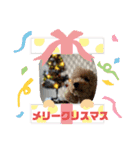 Xmas＆新年  ムッキー（個別スタンプ：1）