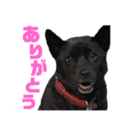 甲斐犬椿ちゃん（個別スタンプ：3）