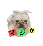 フレブル小次郎でし①（個別スタンプ：12）