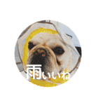フレブル小次郎でし①（個別スタンプ：24）