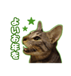 猫のガブくん〜年末年始ver.〜（個別スタンプ：7）