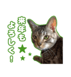 猫のガブくん〜年末年始ver.〜（個別スタンプ：8）