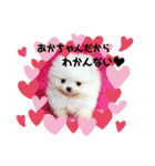 ポメラニアンのぷーちゃん（個別スタンプ：3）