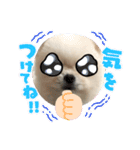 ポメラニアンのぷーちゃん（個別スタンプ：7）