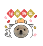ポメラニアンのぷーちゃん（個別スタンプ：10）