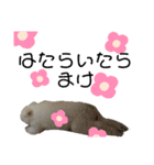 ポメラニアンのぷーちゃん（個別スタンプ：12）