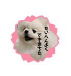 ポメラニアンのぷーちゃん（個別スタンプ：16）