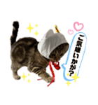 ひまにゃん 4（個別スタンプ：1）