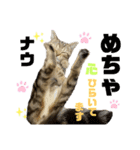 ひまにゃん 4（個別スタンプ：2）