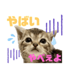 ひまにゃん 4（個別スタンプ：4）