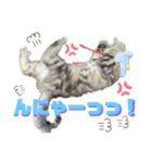 ひまにゃん 4（個別スタンプ：5）