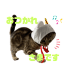 ひまにゃん 4（個別スタンプ：6）