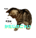 ひまにゃん 4（個別スタンプ：7）