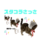 ひまにゃん 4（個別スタンプ：8）