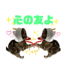 ひまにゃん 4（個別スタンプ：10）
