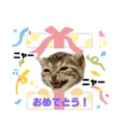 ひまにゃん 4（個別スタンプ：12）