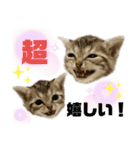 ひまにゃん 4（個別スタンプ：14）