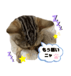 ひまにゃん 4（個別スタンプ：16）