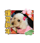 わん(＾ω＾U)わん！（個別スタンプ：1）