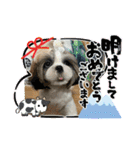 わん(＾ω＾U)わん！（個別スタンプ：2）