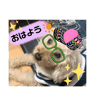 わん(＾ω＾U)わん！（個別スタンプ：3）