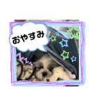 わん(＾ω＾U)わん！（個別スタンプ：4）