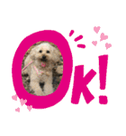わん(＾ω＾U)わん！（個別スタンプ：5）