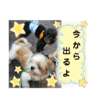 わん(＾ω＾U)わん！（個別スタンプ：9）