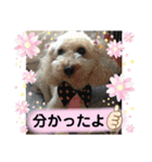 わん(＾ω＾U)わん！（個別スタンプ：11）