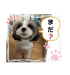 わん(＾ω＾U)わん！（個別スタンプ：15）