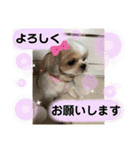 わん(＾ω＾U)わん！（個別スタンプ：16）