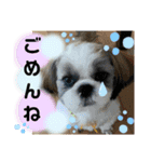 わん(＾ω＾U)わん！（個別スタンプ：17）