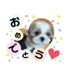 わん(＾ω＾U)わん！（個別スタンプ：23）
