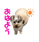 ヨーキー犬の日常（個別スタンプ：1）