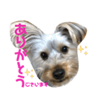 ヨーキー犬の日常（個別スタンプ：2）