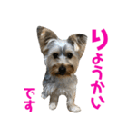 ヨーキー犬の日常（個別スタンプ：3）