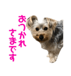 ヨーキー犬の日常（個別スタンプ：4）