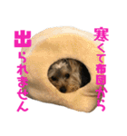 ヨーキー犬の日常（個別スタンプ：6）