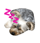 ヨーキー犬の日常（個別スタンプ：7）